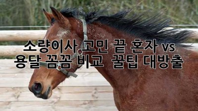 📦 소량이사 고민 끝! 혼자 vs 용달 꼼꼼 비교 & 꿀팁 대방출 🍯